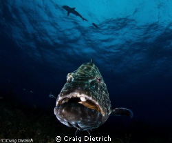 This is Max! A giant Bahama Grouper. This was taken with ... by Craig Dietrich 